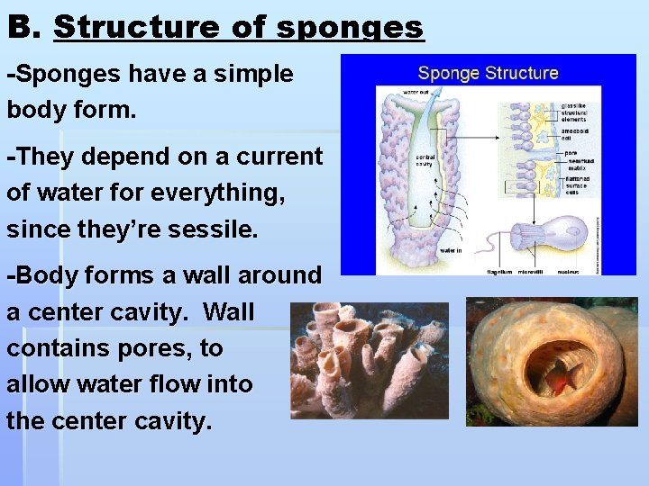 B. Structure of sponges -Sponges have a simple body form. -They depend on a