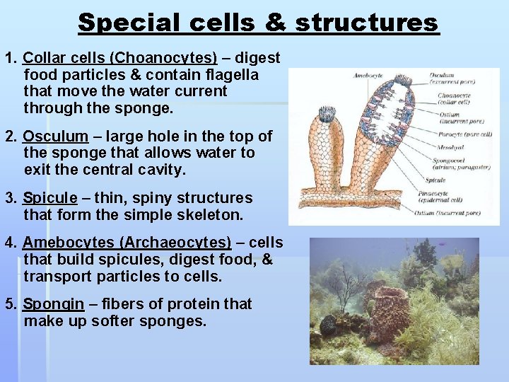 Special cells & structures 1. Collar cells (Choanocytes) – digest food particles & contain
