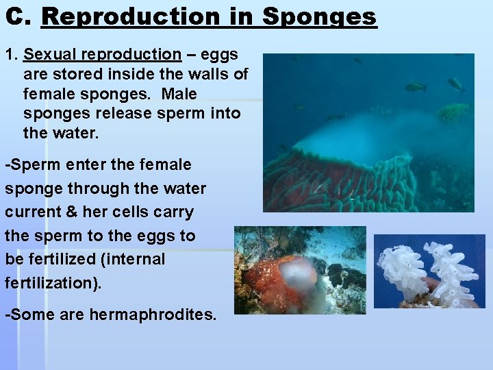C. Reproduction in Sponges 1. Sexual reproduction – eggs are stored inside the walls