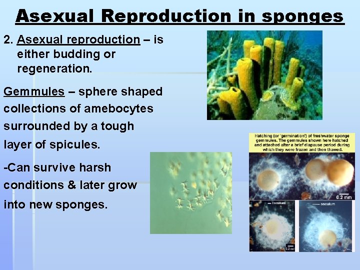 Asexual Reproduction in sponges 2. Asexual reproduction – is either budding or regeneration. Gemmules