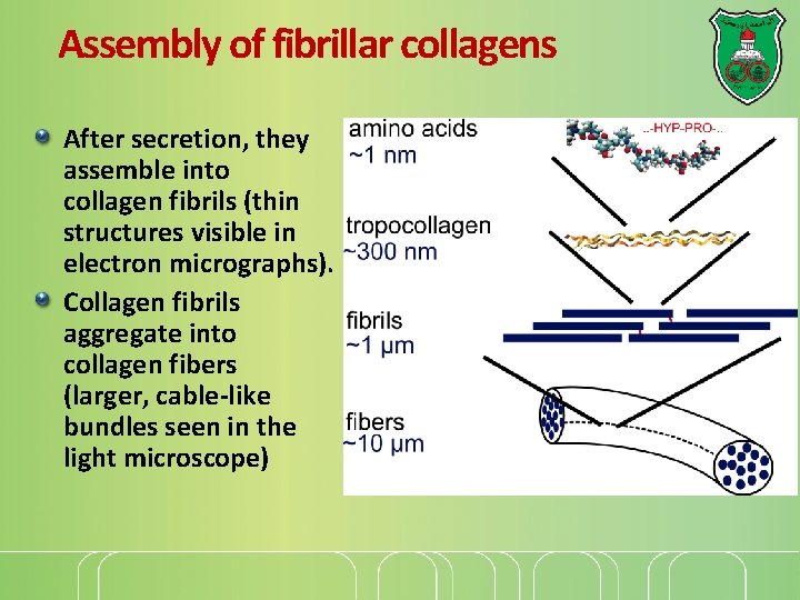 Assembly of fibrillar collagens After secretion, they assemble into collagen fibrils (thin structures visible