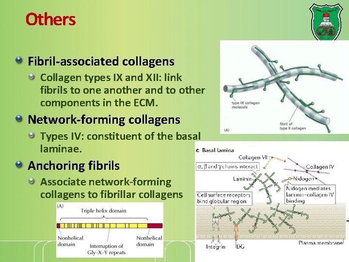 Others Fibril-associated collagens Collagen types IX and XII: link fibrils to one another and