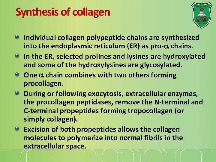 Synthesis of collagen Individual collagen polypeptide chains are synthesized into the endoplasmic reticulum (ER)