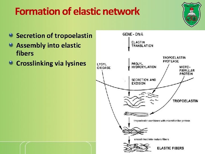 Formation of elastic network Secretion of tropoelastin Assembly into elastic fibers Crosslinking via lysines