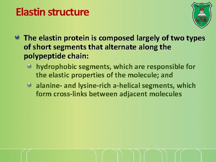 Elastin structure The elastin protein is composed largely of two types of short segments