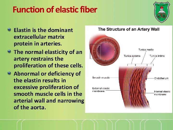 Function of elastic fiber Elastin is the dominant extracellular matrix protein in arteries. The