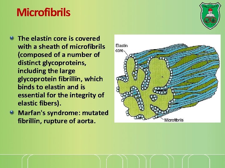 Microfibrils The elastin core is covered with a sheath of microfibrils (composed of a