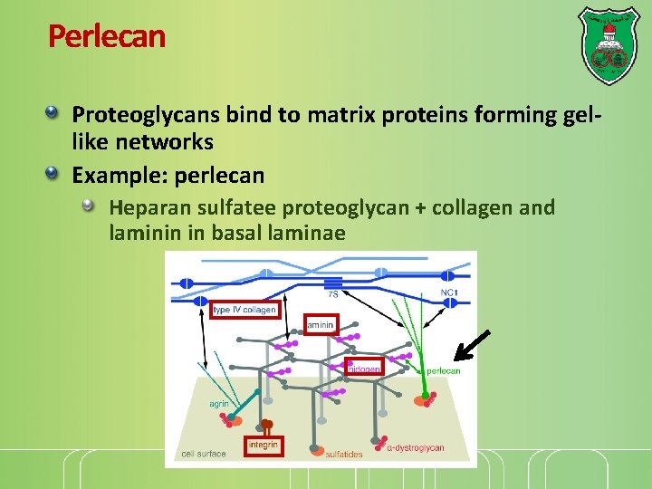 Perlecan Proteoglycans bind to matrix proteins forming gellike networks Example: perlecan Heparan sulfatee proteoglycan