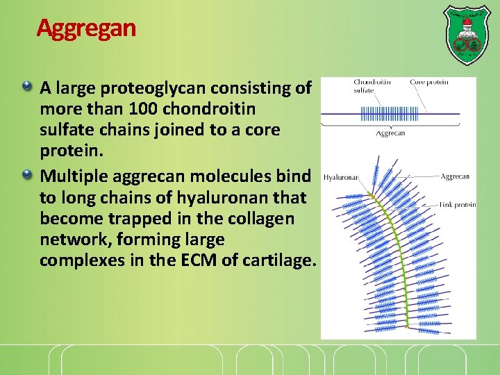 Aggregan A large proteoglycan consisting of more than 100 chondroitin sulfate chains joined to