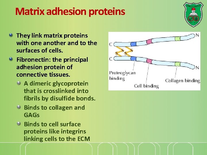 Matrix adhesion proteins They link matrix proteins with one another and to the surfaces