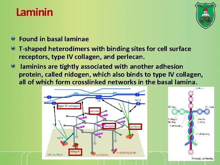 Laminin Found in basal laminae T-shaped heterodimers with binding sites for cell surface receptors,