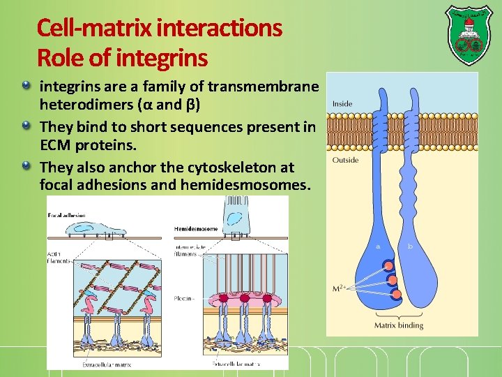 Cell-matrix interactions Role of integrins are a family of transmembrane heterodimers (α and β)