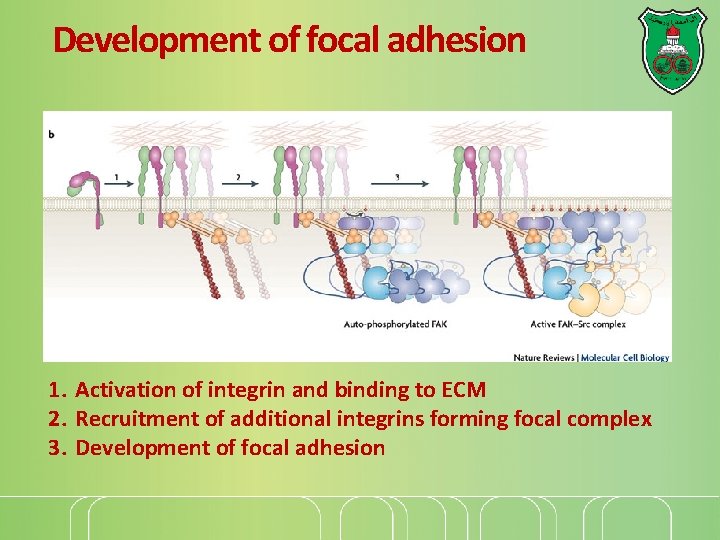 Development of focal adhesion 1. Activation of integrin and binding to ECM 2. Recruitment