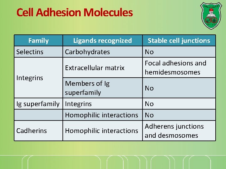 Cell Adhesion Molecules Family Selectins Ligands recognized Carbohydrates Extracellular matrix Integrins Stable cell junctions