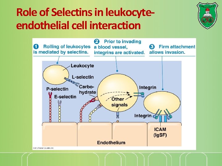 Role of Selectins in leukocyteendothelial cell interaction 