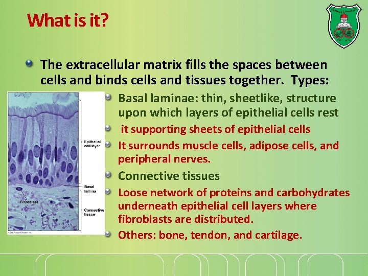 What is it? The extracellular matrix fills the spaces between cells and binds cells