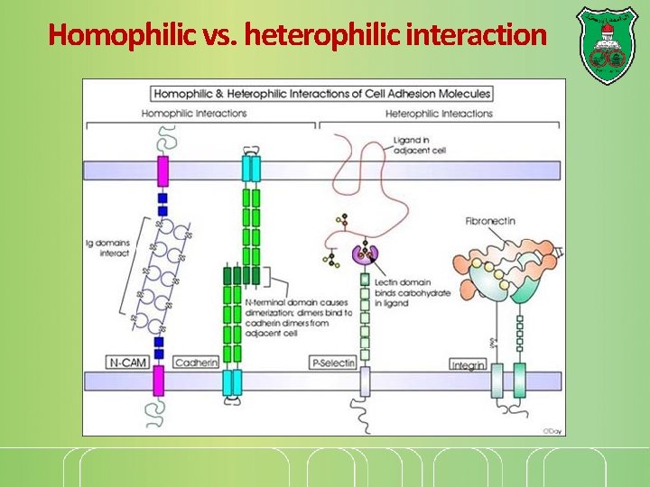 Homophilic vs. heterophilic interaction 