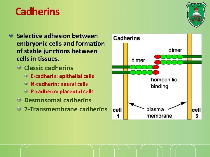 Cadherins Selective adhesion between embryonic cells and formation of stable junctions between cells in