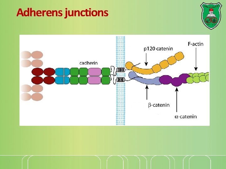 Adherens junctions 