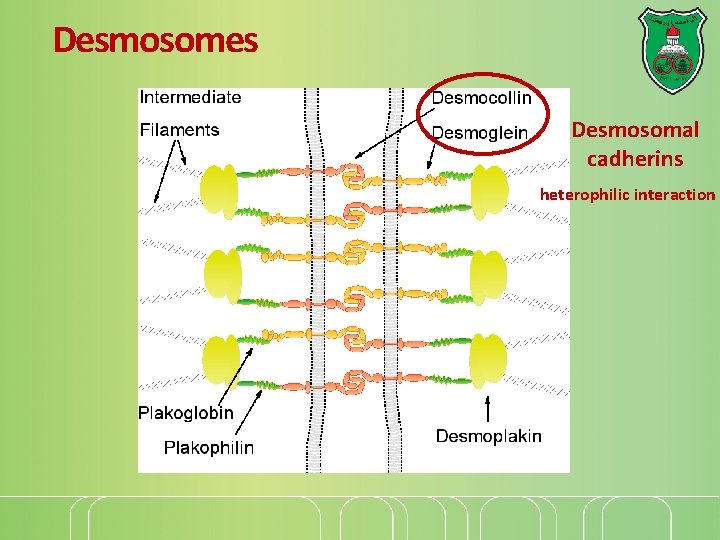 Desmosomes Desmosomal cadherins heterophilic interaction 