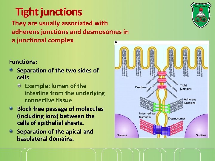 Tight junctions They are usually associated with adherens junctions and desmosomes in a junctional