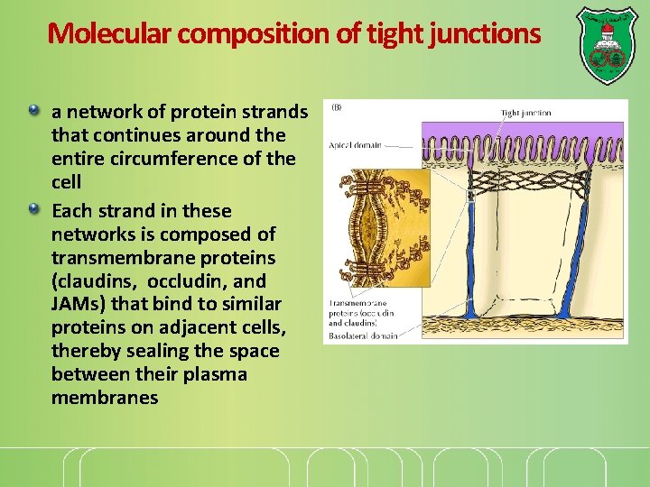 Molecular composition of tight junctions a network of protein strands that continues around the