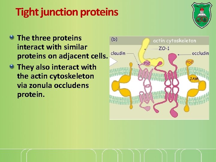 Tight junction proteins The three proteins interact with similar proteins on adjacent cells. They