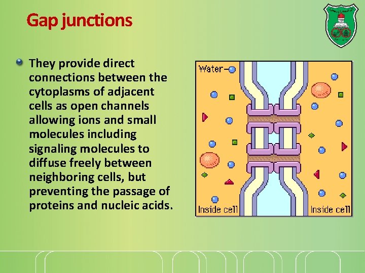 Gap junctions They provide direct connections between the cytoplasms of adjacent cells as open