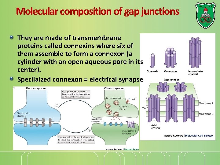 Molecular composition of gap junctions They are made of transmembrane proteins called connexins where