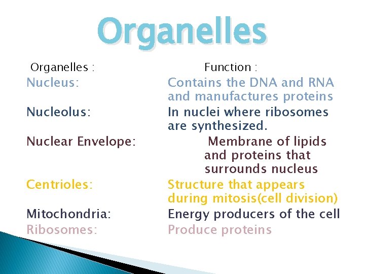 Organelles : Nucleus: Nucleolus: Nuclear Envelope: Centrioles: Mitochondria: Ribosomes: Function : Contains the DNA