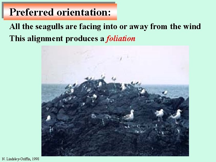 Preferred orientation: All the seagulls are facing into or away from the wind This