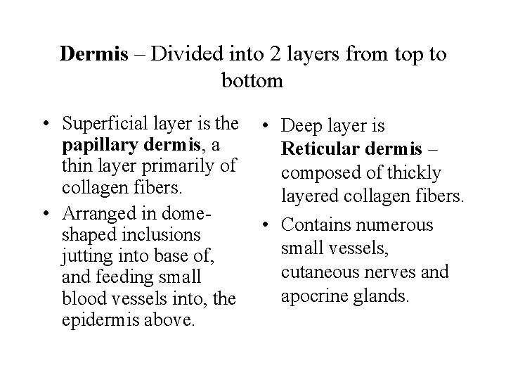 Dermis – Divided into 2 layers from top to bottom • Superficial layer is