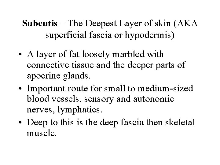 Subcutis – The Deepest Layer of skin (AKA superficial fascia or hypodermis) • A