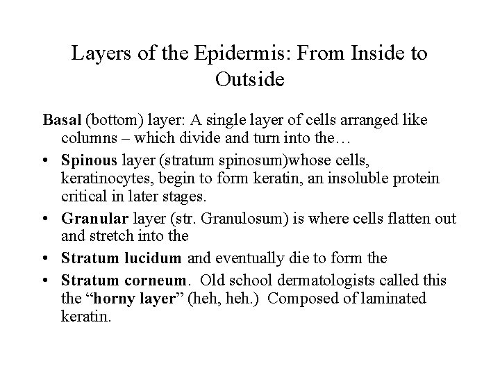 Layers of the Epidermis: From Inside to Outside Basal (bottom) layer: A single layer