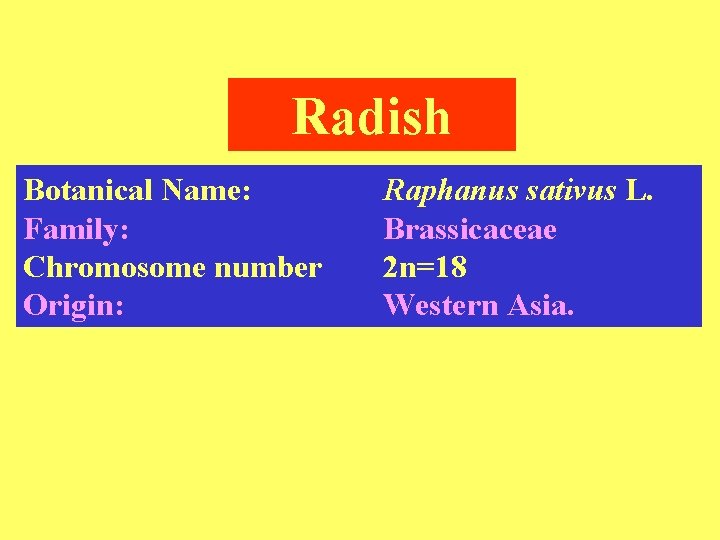 Radish Botanical Name: Family: Chromosome number Origin: Raphanus sativus L. Brassicaceae 2 n=18 Western