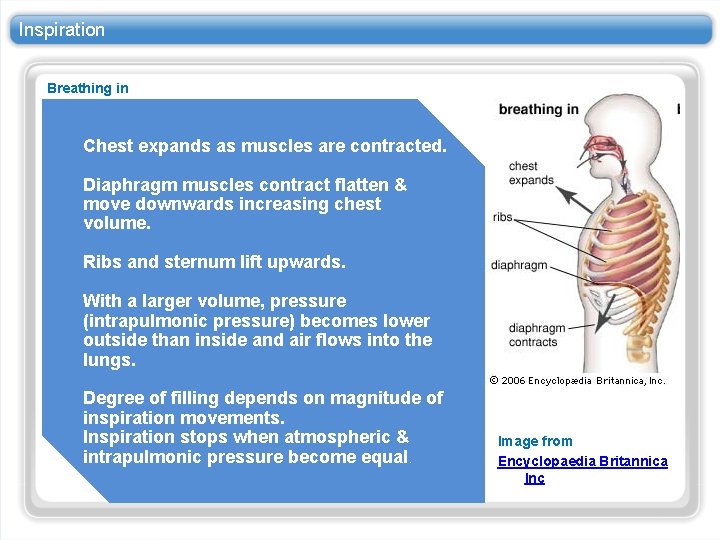 Inspiration Breathing in Chest expands as muscles are contracted. Diaphragm muscles contract flatten &