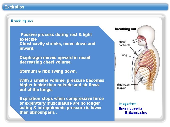 Expiration Breathing out Passive process during rest & light exercise Chest cavity shrinks, move