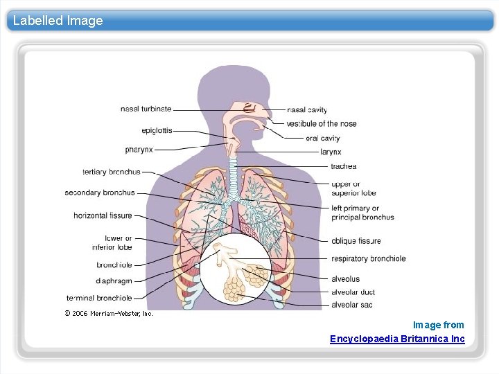 Labelled Image from Encyclopaedia Britannica Inc 
