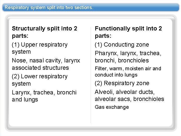 Respiratory system split into two sections. Structurally split into 2 parts: (1) Upper respiratory