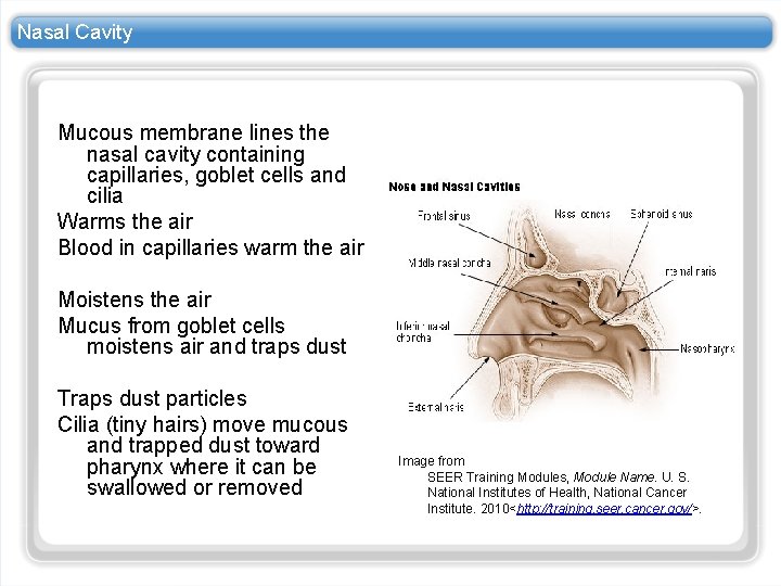 Nasal Cavity Mucous membrane lines the nasal cavity containing capillaries, goblet cells and cilia