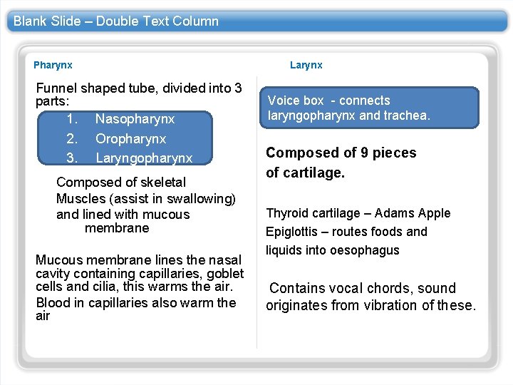 Blank Slide – Double Text Column Pharynx Funnel shaped tube, divided into 3 parts: