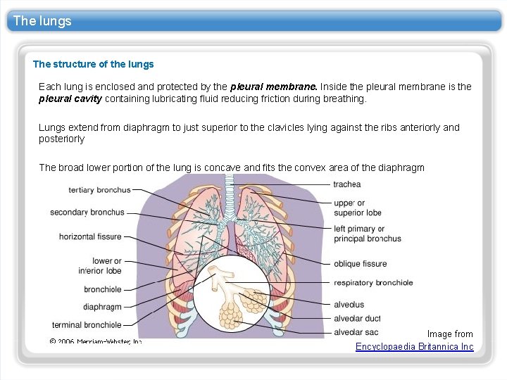 The lungs The structure of the lungs Each lung is enclosed and protected by