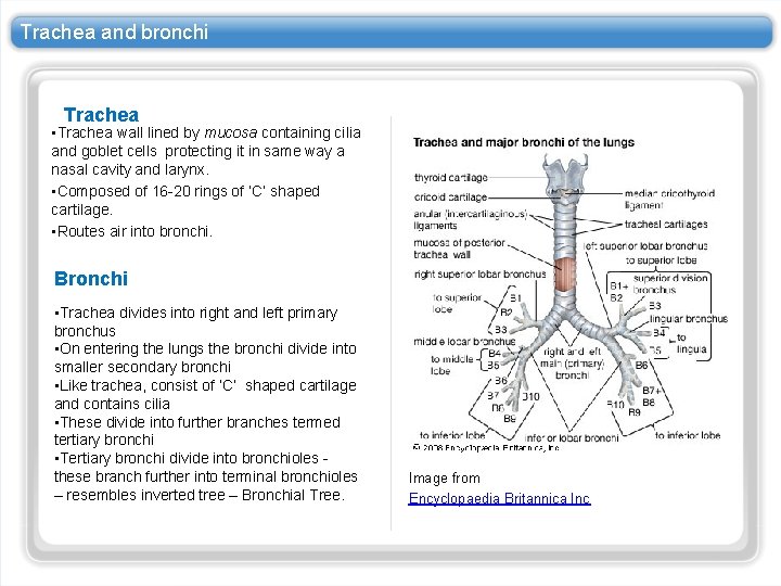 Trachea and bronchi Trachea • Trachea wall lined by mucosa containing cilia and goblet