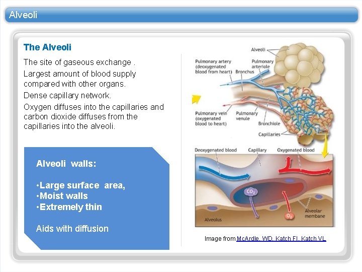 Alveoli The site of gaseous exchange. Largest amount of blood supply compared with other