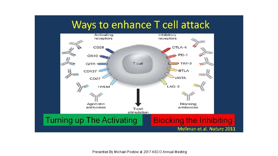 Ways to enhance T cell attack Presented By Michael Postow at 2017 ASCO Annual