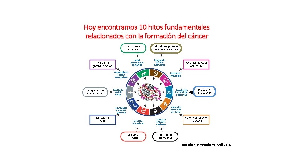 Hoy encontramos 10 hitos fundamentales relacionados con la formación del cáncer Inhibidores vía EGFR