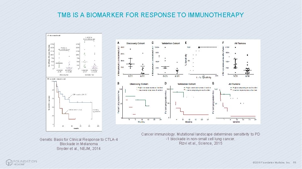 TMB IS A BIOMARKER FOR RESPONSE TO IMMUNOTHERAPY Genetic Basis for Clinical Response to