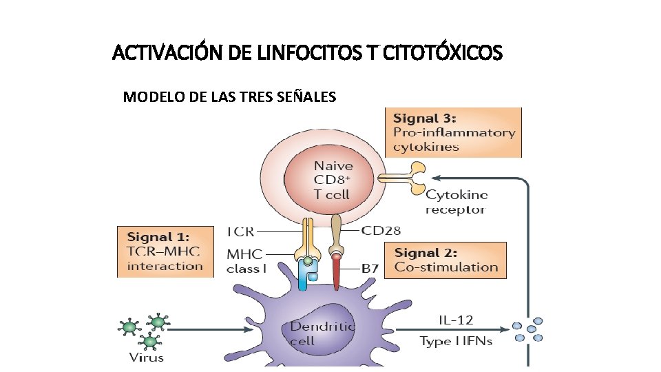 ACTIVACIÓN DE LINFOCITOS T CITOTÓXICOS MODELO DE LAS TRES SEÑALES 