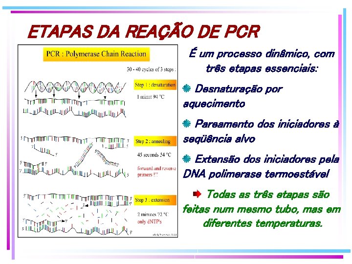 ETAPAS DA REAÇÃO DE PCR É um processo dinâmico, com três etapas essenciais: Desnaturação ETAPAS DA REAÇÃO DE PCR É um processo dinâmico, com três etapas essenciais: Desnaturação