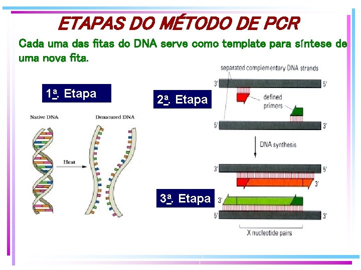 ETAPAS DO MÉTODO DE PCR Cada uma das fitas do DNA serve como template ETAPAS DO MÉTODO DE PCR Cada uma das fitas do DNA serve como template
